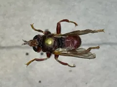 Myopa rubida thumbnail 3