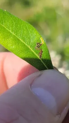 Stigmella myricafoliella thumbnail 2