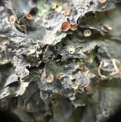 Jelly Lichen thumbnail 2