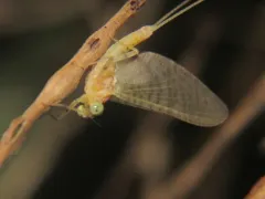 Maccaffertium pulchellum thumbnail 4