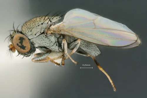 Diclasiopa lacteipennis