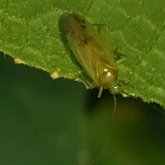 Common Green Capsid thumbnail 2