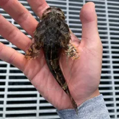 Great Sculpin thumbnail 2