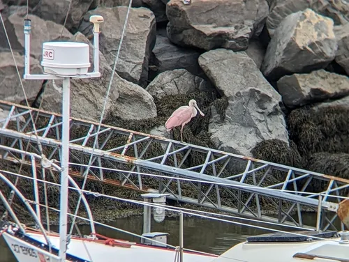 Roseate Spoonbill