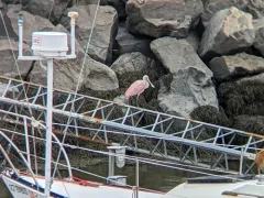 Roseate Spoonbill thumbnail 1