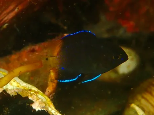 Bicolor Damselfish