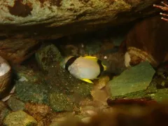 Spotfin Butterflyfish thumbnail 2