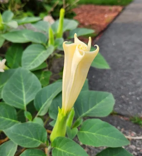 downy thorn-apple