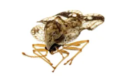 Corythucha bellula thumbnail 2
