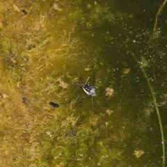 Trepobates subnitidus thumbnail 4
