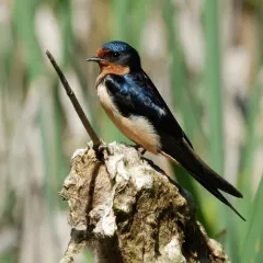 Barn Swallow thumbnail 3