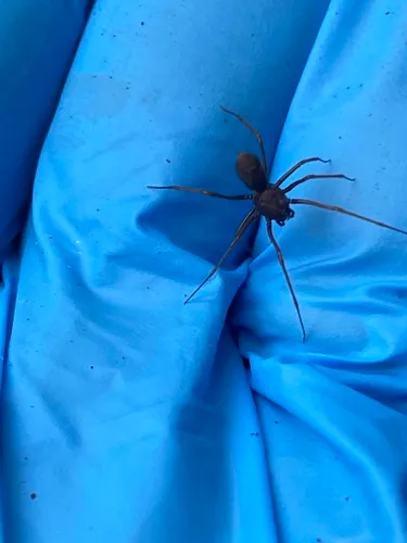 Brown Spitting Spider
