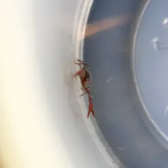 intertidal pseudoscorpion thumbnail 4