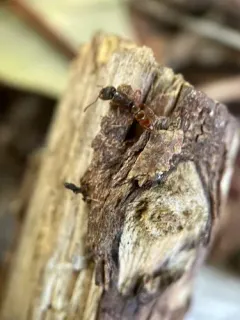 Western Dracula Ant thumbnail 4