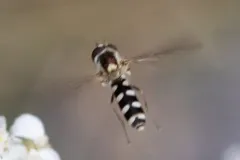 Spotted Roundtail thumbnail 2