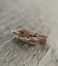 Greater Wax Moth thumbnail 4