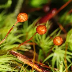Common Apple-moss thumbnail 4