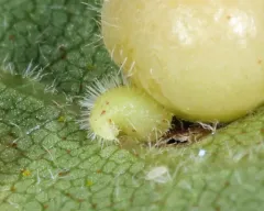 Caryomyia eumaris thumbnail 3