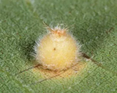 Caryomyia hirtidolium thumbnail 1