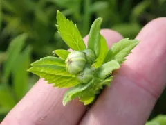 Autumn Oxeye thumbnail 3