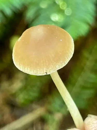 Psathyrella olympiana