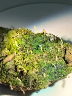 Club-wielding Crust Lichen thumbnail 2