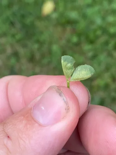 clover leaf midge