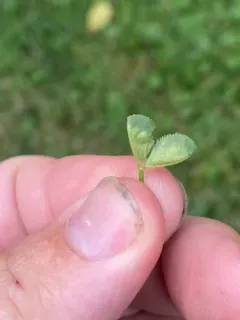 clover leaf midge thumbnail 1
