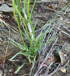 alpine lake false-dandelion thumbnail 3