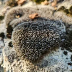 Grimmia Dry Rock Moss thumbnail 3
