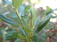 Ceanothus stem gall moth thumbnail 2