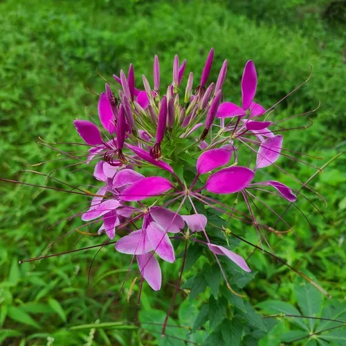 Spider flower