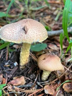 Penguin-spored Lepiota thumbnail 2