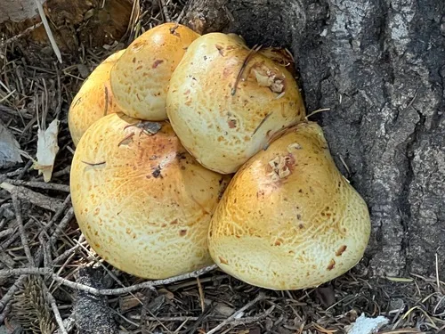 Pholiota mucigera