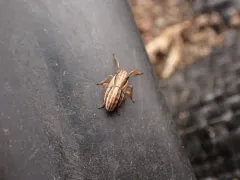 Caliscelis bonellii thumbnail 3