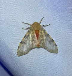 Edwards' Glassy-wing Moth thumbnail 3