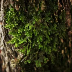 shingle moss thumbnail 3
