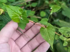 Climbing Buckwheat thumbnail 2