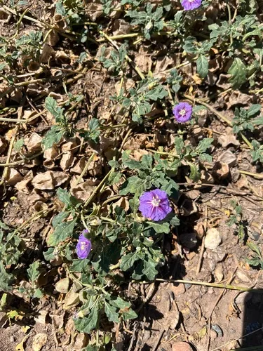 purple groundcherry