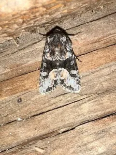 Red-spot Polia Moth thumbnail 3