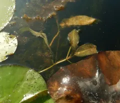 shining pondweed thumbnail 4