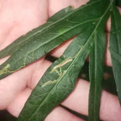 Liriomyza ptarmicae thumbnail 3