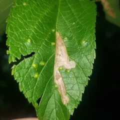 Agromyza pallidiseta thumbnail 3