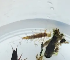 Paraleptophlebia bicornuta thumbnail 2