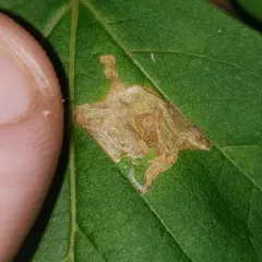 Boxelder Leafroller Moth thumbnail 4