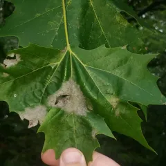 Sycamore Powdery Mildew thumbnail 3