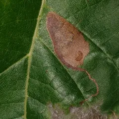 Ectoedemia clemensella thumbnail 4