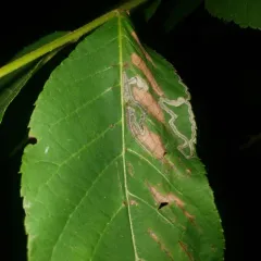 Stigmella juglandifoliella thumbnail 3