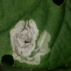 Violet Leafmining Sawfly thumbnail 3