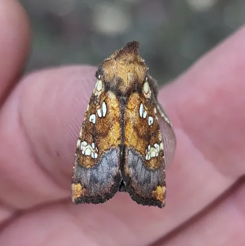 Northwestern Umbel Borer Moth